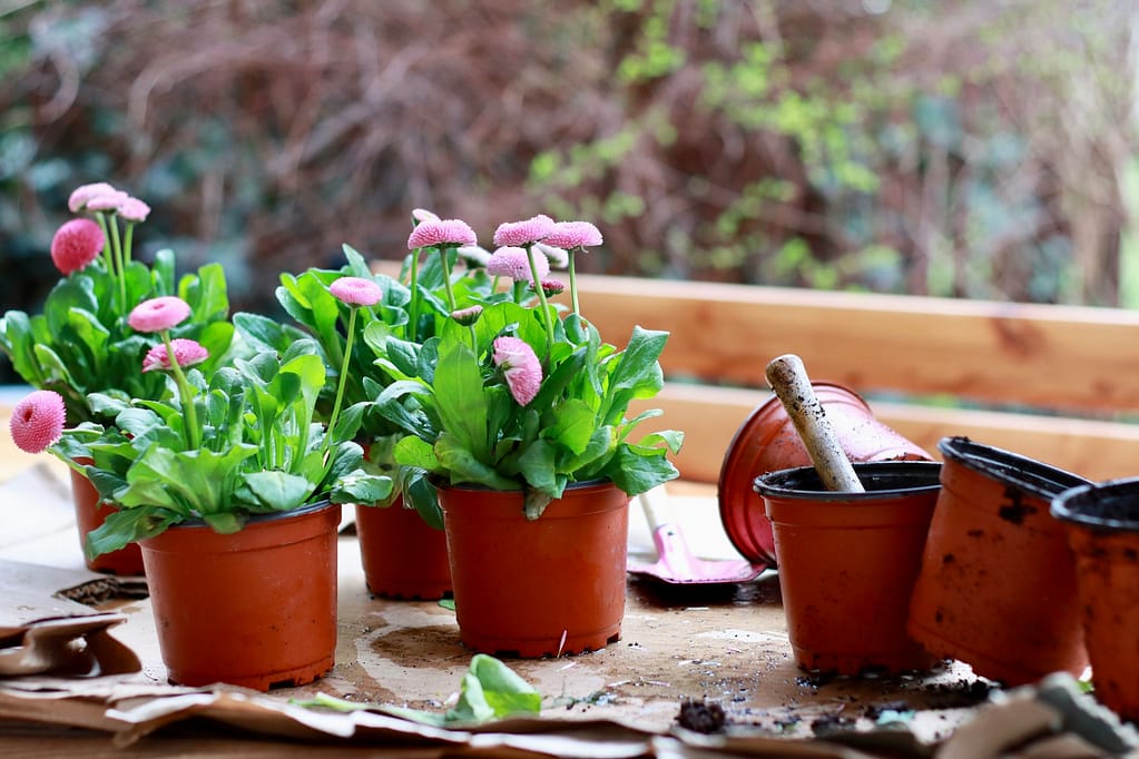 Gardening, garden.
